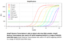 AmpFi cDNA Synthesis Kit