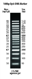 AmpFi 50bp Ladder 112 μg / ml